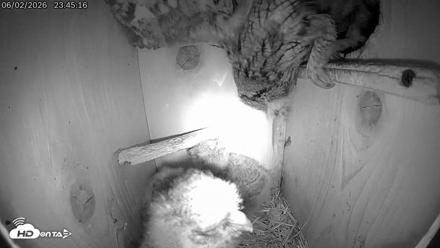 Eastern Screech Owl Live Cam - Jun 3, 2026, 12:16am CDT