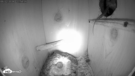 Eastern Screech Owl Live Cam - May 13, 2026, 6:13am CDT