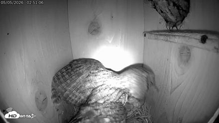 Eastern Screech Owl Live Cam - May 5, 2026, 2:54am CDT