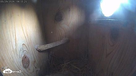 Eastern Screech Owl Live Cam - May 29, 2026, 6:16am CDT
