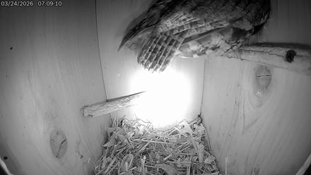 Eastern Screech Owl Live Cam - Mar 24, 2026, 8:05am CDT