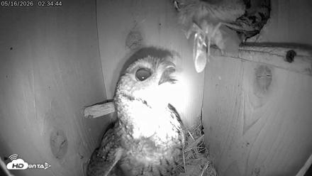 Eastern Screech Owl Live Cam - May 16, 2026, 11:12am CDT