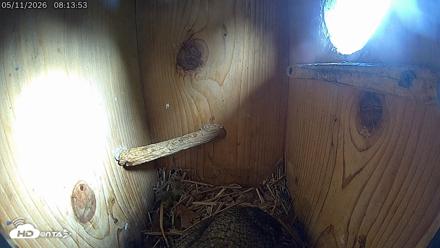 Eastern Screech Owl Live Cam - May 11, 2026, 8:17am CDT