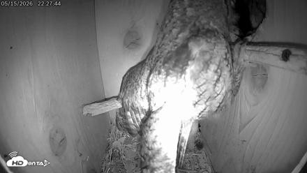 Eastern Screech Owl Live Cam - May 15, 2026, 11:36pm CDT