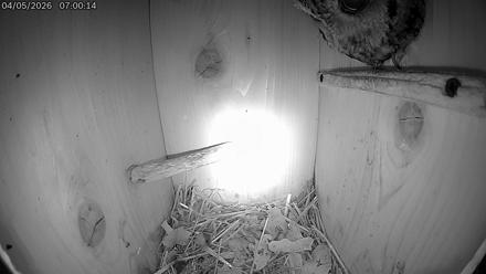 Eastern Screech Owl Live Cam - Apr 5, 2026, 10:22am CDT