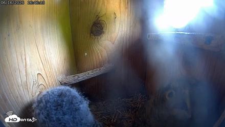 Eastern Screech Owl Live Cam - Jun 16, 2026, 4:49pm CDT