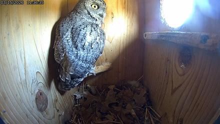 Eastern Screech Owl Live Cam - Mar 15, 2026, 11:37am CDT