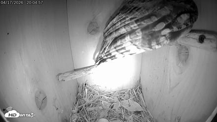 Eastern Screech Owl Live Cam - Apr 17, 2026, 9:32pm CDT