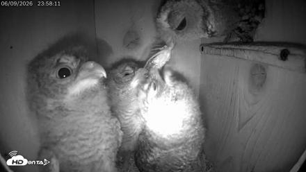 Eastern Screech Owl Live Cam - Jun 10, 2026, 12:19am CDT