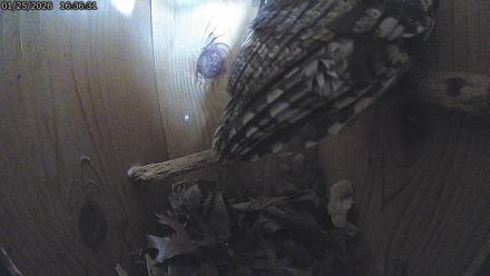 Eastern Screech Owl Live Cam - Jan 25, 2026, 8:46pm CST