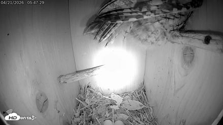 Eastern Screech Owl Live Cam - Apr 21, 2026, 1:11pm CDT