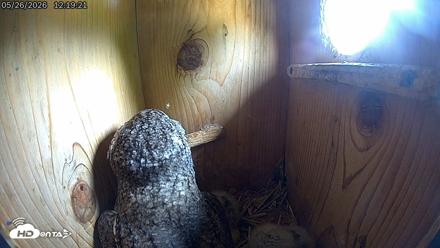 Eastern Screech Owl Live Cam - May 26, 2026, 1:53pm CDT