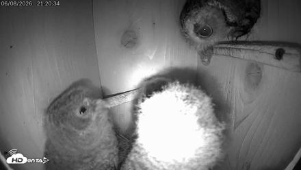 Eastern Screech Owl Live Cam - Jun 9, 2026, 12:03am CDT