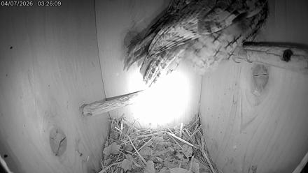 Eastern Screech Owl Live Cam - Apr 7, 2026, 5:14am CDT