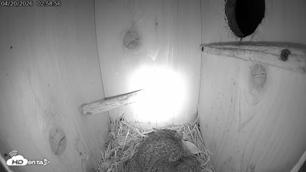 Eastern Screech Owl Live Cam - Apr 20, 2026, 1:00pm CDT