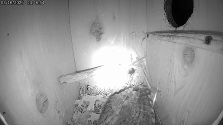 Eastern Screech Owl Live Cam - Mar 17, 2026, 5:14am CDT