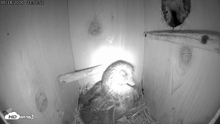 Eastern Screech Owl Live Cam - May 18, 2026, 10:20pm CDT