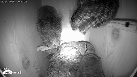 Eastern Screech Owl Live Cam - Jun 14, 2026, 11:31pm CDT