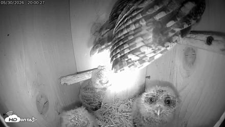 Eastern Screech Owl Live Cam - May 30, 2026, 8:19pm CDT