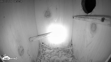 Eastern Screech Owl Live Cam - May 22, 2026, 4:53am CDT