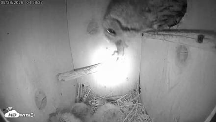 Eastern Screech Owl Live Cam - May 28, 2026, 8:27am CDT