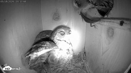Eastern Screech Owl Live Cam - May 18, 2026, 5:13am CDT