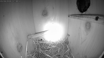 Eastern Screech Owl Live Cam - Jan 16, 2026, 10:20am CST