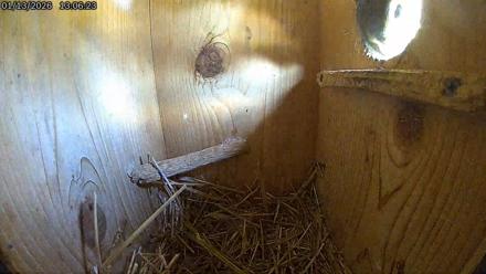 Eastern Screech Owl Live Cam - Jan 13, 2026, 2:40pm CST