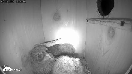 Eastern Screech Owl Live Cam - Jun 10, 2026, 5:37am CDT