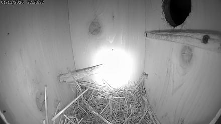 Eastern Screech Owl Live Cam - Jan 13, 2026, 10:26pm CST