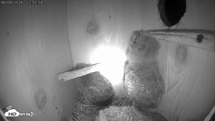 Eastern Screech Owl Live Cam - Jun 9, 2026, 11:36pm CDT