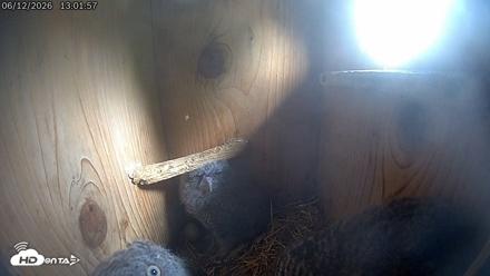 Eastern Screech Owl Live Cam - Jun 12, 2026, 5:39pm CDT