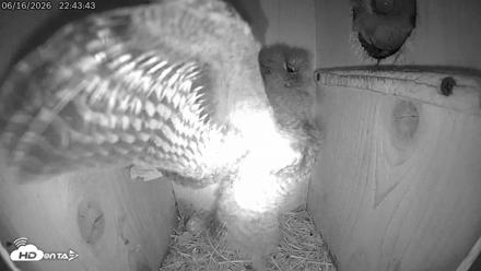 Eastern Screech Owl Live Cam - Jun 16, 2026, 10:47pm CDT