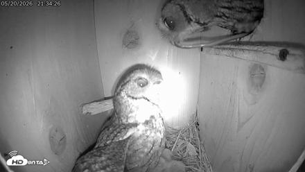 Eastern Screech Owl Live Cam - May 21, 2026, 3:52am CDT