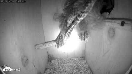 Eastern Screech Owl Live Cam - Jun 16, 2026, 11:37pm CDT