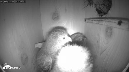 Eastern Screech Owl Live Cam - Jun 10, 2026, 12:12am CDT