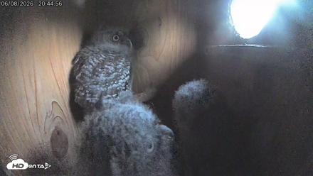 Eastern Screech Owl Live Cam - Jun 8, 2026, 11:12pm CDT