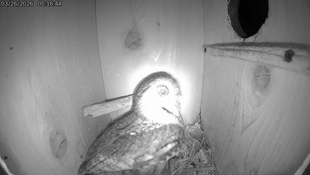 Eastern Screech Owl Live Cam - Mar 26, 2026, 6:40am CDT