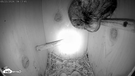 Eastern Screech Owl Live Cam - May 21, 2026, 8:43am CDT