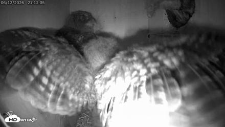 Eastern Screech Owl Live Cam - Jun 12, 2026, 9:58pm CDT