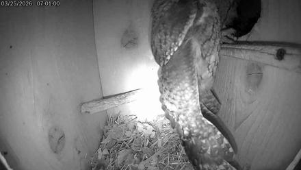 Eastern Screech Owl Live Cam - Mar 25, 2026, 7:56am CDT