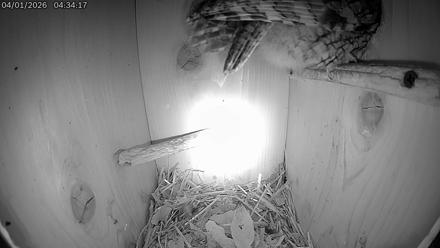 Eastern Screech Owl Live Cam - Apr 1, 2026, 8:01am CDT