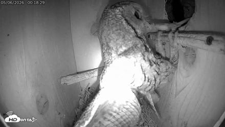 Eastern Screech Owl Live Cam - May 6, 2026, 1:15am CDT