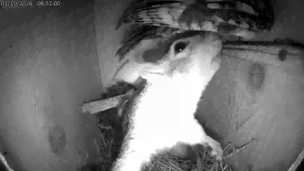Eastern Screech Owl Live Cam - Jan 10, 2026, 2:38pm CST