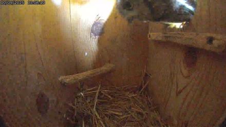Eastern Screech Owl Live Cam - Oct 9, 2025, 6:30pm CDT