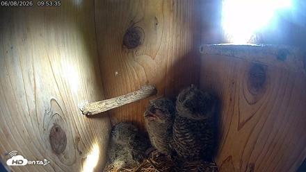 Eastern Screech Owl Live Cam - Jun 8, 2026, 9:56am CDT