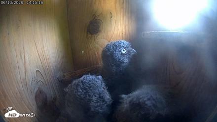Eastern Screech Owl Live Cam - Jun 13, 2026, 9:23pm CDT