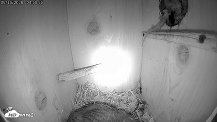 Eastern Screech Owl Live Cam - May 16, 2026, 4:53am CDT