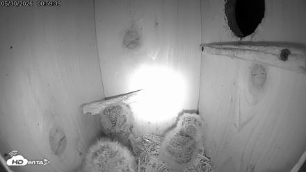 Eastern Screech Owl Live Cam - May 30, 2026, 4:47am CDT