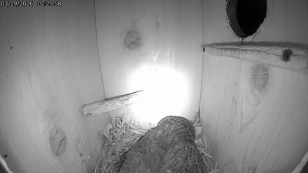 Eastern Screech Owl Live Cam - Mar 29, 2026, 7:11am CDT